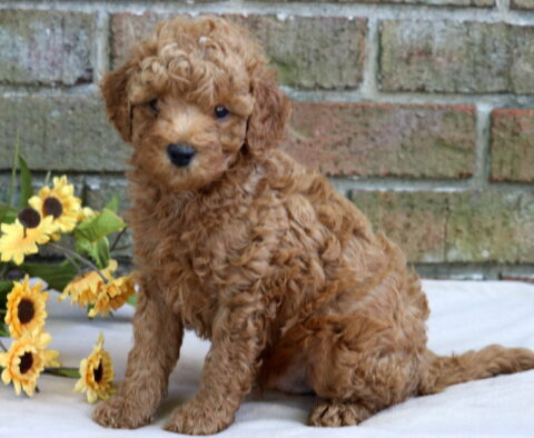 Handsome Cavapoo