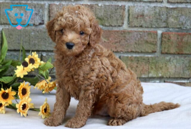 Curly apricot Cavapoo puppy sitting sweetly on a blanket with bright yellow sunflowers in the background. image