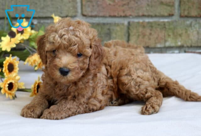 Curly apricot Cavapoo puppy sitting sweetly on a blanket with bright yellow sunflowers in the background. image