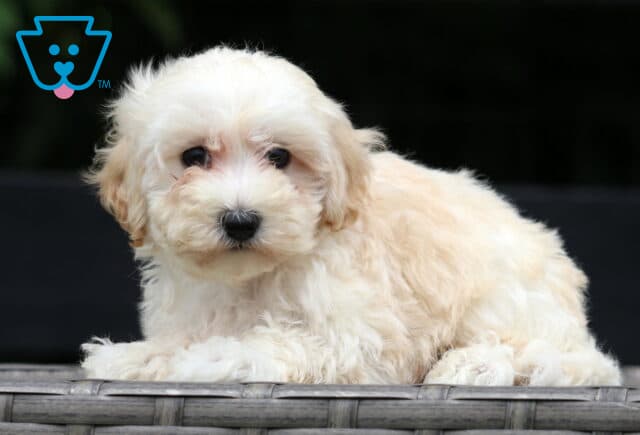 Cream-colored Maltipoo puppy lying down on a wicker bench, looking sweetly at the camera with a dark background behind. image