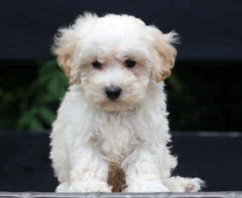Harley Maltipoo2