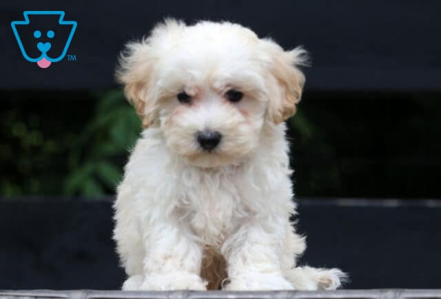 Fluffy cream-colored Maltipoo puppy sitting on a wicker bench with a dark fence and greenery in the background, gazing softly at the camera. image