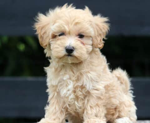 Hayden Maltipoo