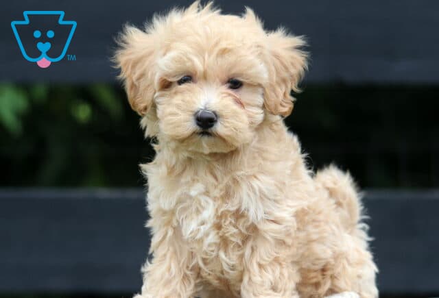 Light apricot Maltipoo puppy with a fluffy, tousled coat sitting attentively on a wooden bench in front of a dark fence and green foliage. image