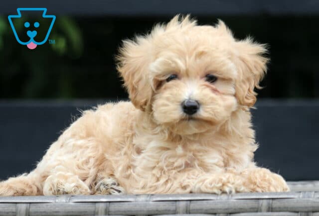 Fluffy cream-colored Maltipoo puppy lounging on a wicker bench with a calm expression, set against a dark wooden backdrop and greenery. image
