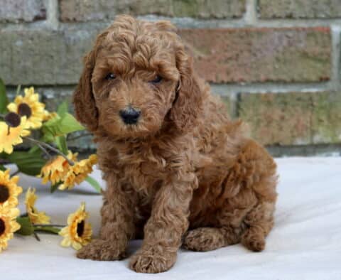 Hazel Cavapoo