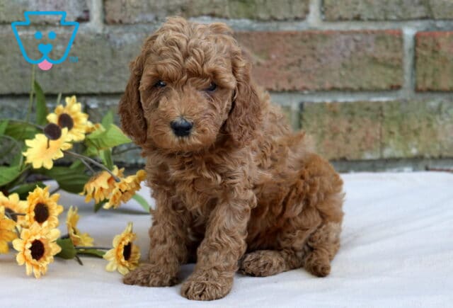 Hazel Cavapoo image