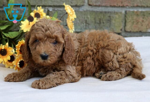 Hazel Cavapoo2 image
