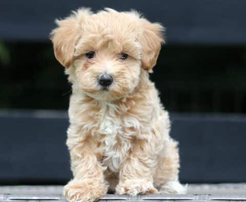 Hazel Maltipoo