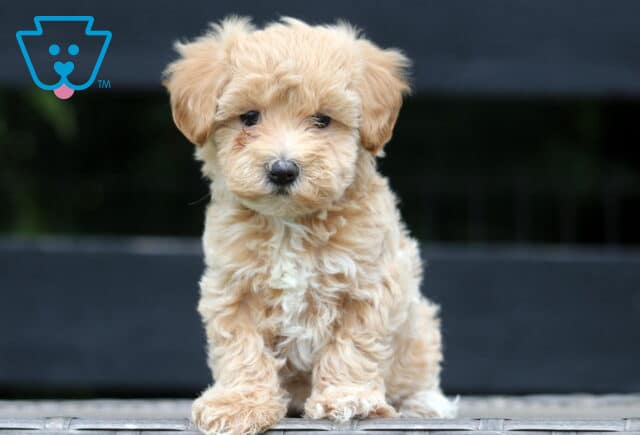 Curly apricot-colored Maltipoo puppy sitting upright on a wicker surface, gazing sweetly at the camera with a calm and curious look. image
