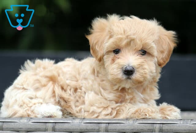Adorable light apricot Maltipoo puppy lying on a wicker bench, looking alert with soft curls and a tiny white patch on its paw. image