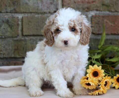 Heaven Cavapoo