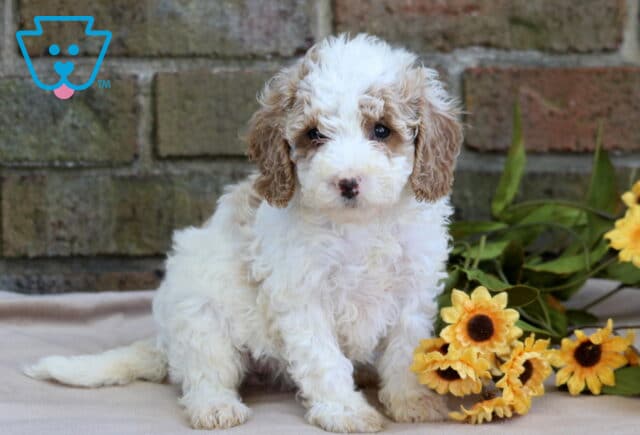 Sweet cream and tan Cavapoo puppy sitting on a blanket in front of a brick wall with yellow sunflowers beside it. image