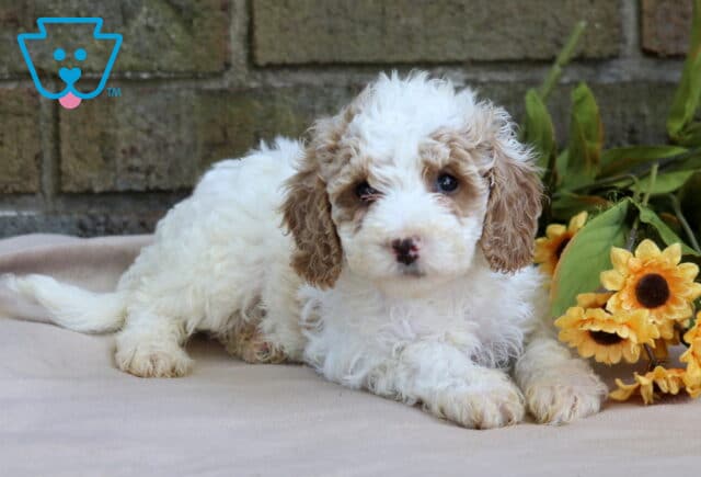 Fluffy white and tan Cavapoo puppy laying on a blanket with bright yellow sunflowers beside it. image