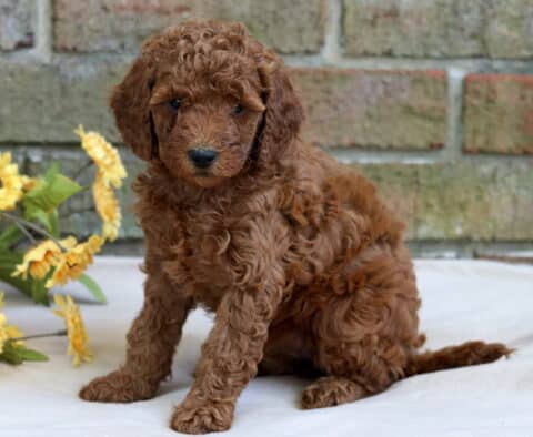 Heidi Cavapoo
