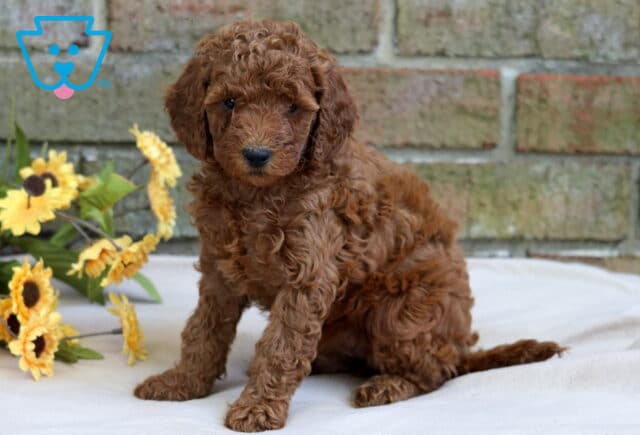 Heidi Cavapoo image