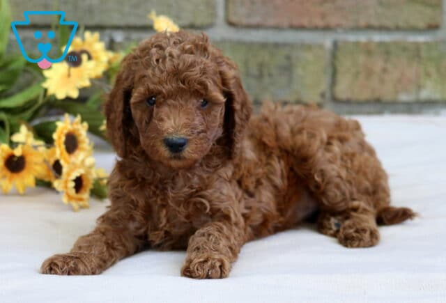 Heidi Cavapoo2 image