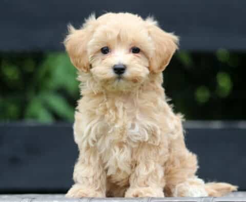 Heidi Maltipoo
