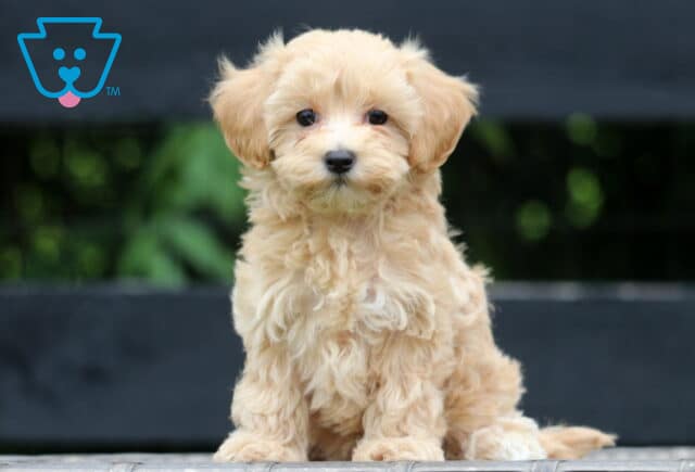 Fluffy apricot-colored Maltipoo puppy sitting on a wooden surface, looking directly at the camera with a sweet and gentle expression. image