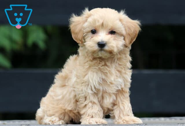 Adorable light apricot Maltipoo puppy sitting upright on a wooden surface, gazing softly at the camera with fluffy fur and floppy ears. image