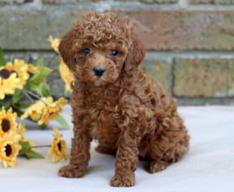 Honey Cavapoo