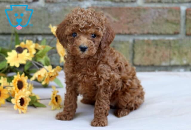 Honey Cavapoo image