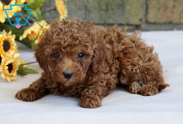 Honey Cavapoo2 image