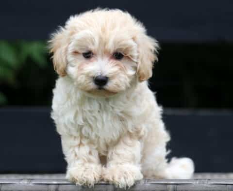 Honey Maltipoo