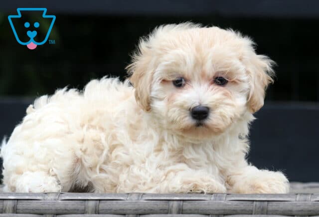 Adorable cream-colored Maltipoo puppy lying on a wicker surface, looking off to the side with a gentle and curious expression. image