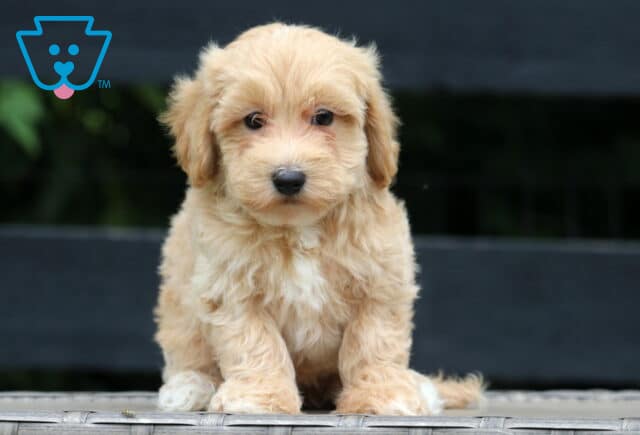 Adorable light apricot Maltipoo puppy with white markings sitting on a wicker bench, gazing sweetly at the camera with a calm black wooden background behind. image