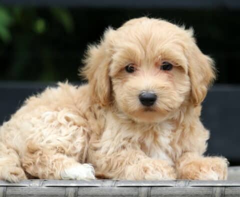 Hooch Maltipoo2