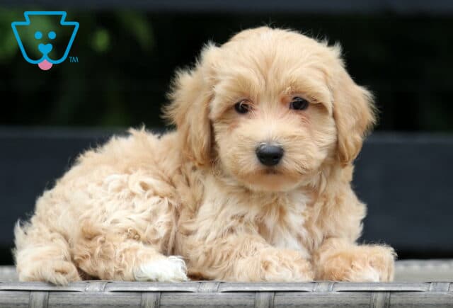 Fluffy apricot-colored Maltipoo puppy with a white chest and paw lying on a wicker bench, looking sweetly at the camera with a dark wooden backdrop. image
