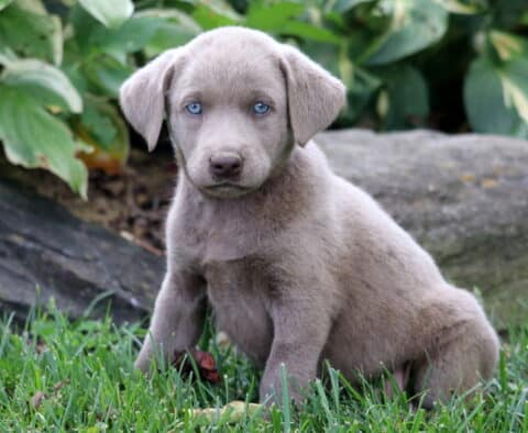 Hope Silver Lab