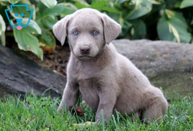 Hope Silver Lab image