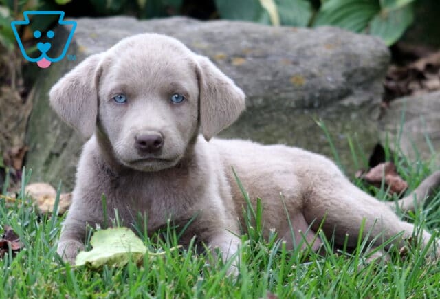 Hope Silver Lab2 image