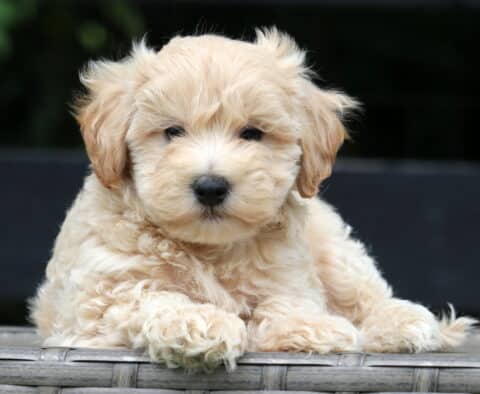 Hunter Maltipoo