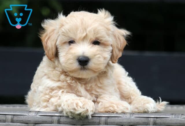 Creamy apricot Maltipoo puppy lying on a wicker bench with fluffy fur and a sweet, relaxed expression, set against a dark blurred background. image