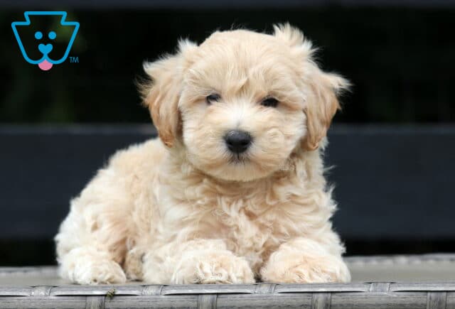 Fluffy cream-colored Maltipoo puppy lying on a wicker surface, looking directly at the camera with a soft and gentle expression. image