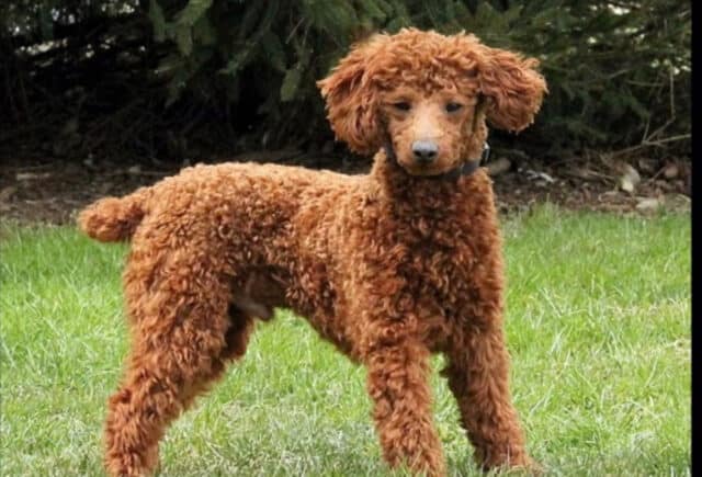 Jayce Mini Poodle Daniel Fisher image
