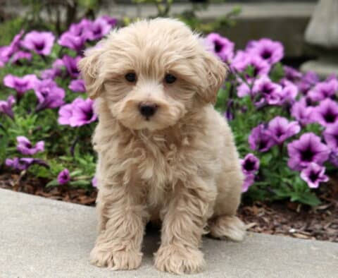Fluffy cream-colored Poodle mix puppy sitting on a sidewalk in front of bright purple flowers, looking directly at the camera.