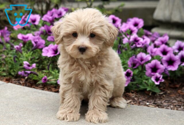 Fluffy cream-colored Poodle mix puppy sitting on a sidewalk in front of bright purple flowers, looking directly at the camera. image