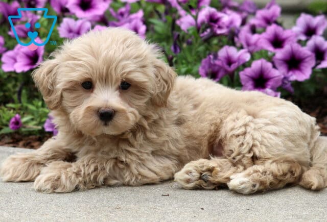 Adorable cream-colored Poodle mix puppy lying on a sidewalk in front of vibrant purple flowers, gazing sweetly at the camera. image
