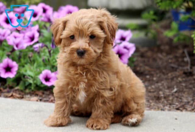 Cute apricot-colored Poodle mix puppy with a small white patch on its chest, sitting on a sidewalk in front of blooming purple flowers. image