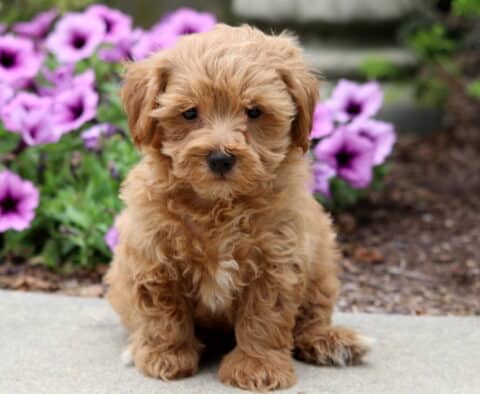 Fluffy apricot Poodle mix puppy with a small white patch on its chest, sitting on a sidewalk in front of bright purple flowers.