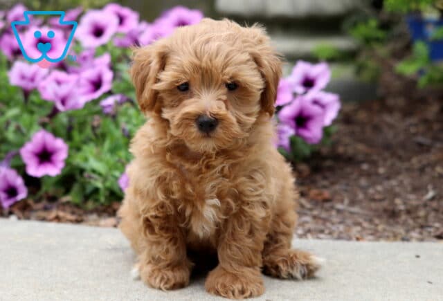 Fluffy apricot Poodle mix puppy with a small white patch on its chest, sitting on a sidewalk in front of bright purple flowers. image