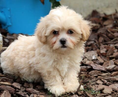 Fluffy cream-colored Bichpoo puppy sitting on mulch with a sweet expression and soft, curly fur.