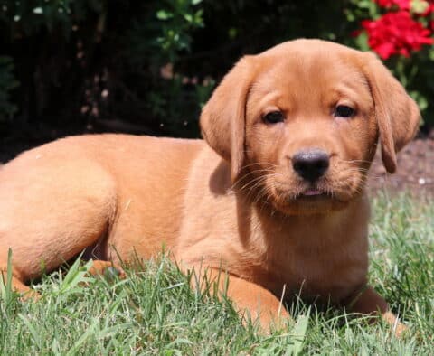 Fox Red Labrador Retriever puppy lying in the grass on a sunny day, looking directly at the camera with red flowers in the background.