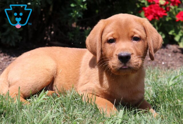 Fox Red Labrador Retriever puppy lying in the grass on a sunny day, looking directly at the camera with red flowers in the background. image