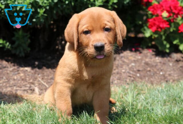 Fox Red Labrador Retriever puppy sitting on green grass with its tongue slightly out, red flowers and garden mulch in the background. image