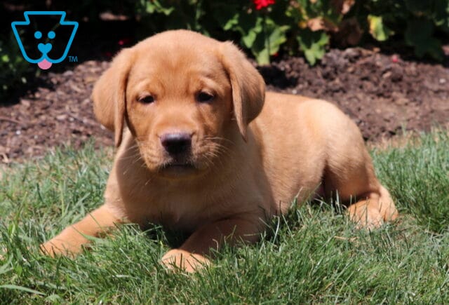 Calm Fox Red Labrador Retriever puppy lying in green grass, looking ahead with red flowers and garden soil in the background. image